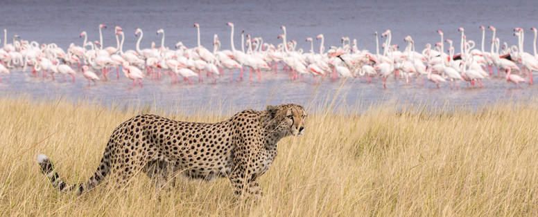 Cheeta en flamingo's bij Tarangire rivier, Little ChemChem lodge