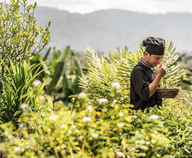 Kruidentuin bij het Anantara Golden Triangle Elephant Camp & Resort in Chaing Rai, Thailand