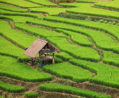 Rijstvelden bij Reverie Siam in Pai, Thailand