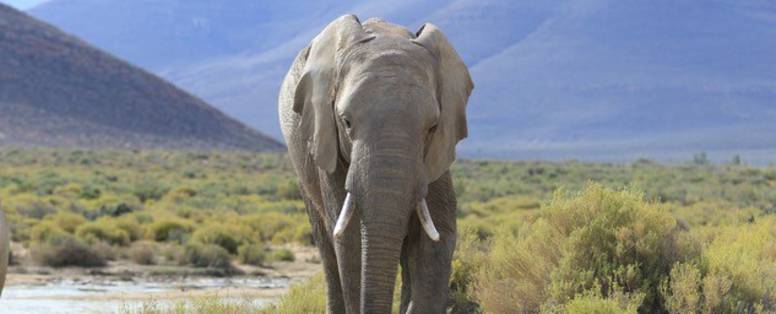 Foto_Aquila_Private_Game_Reserve