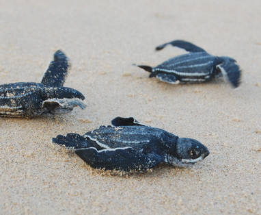 Schildpad 1 Thonga Beach Lodge