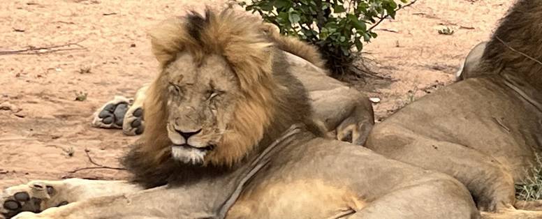 Foto_olifant_avondsafari_Umlani_Bushcamp_-_Timbavati_Zuid_Afrika