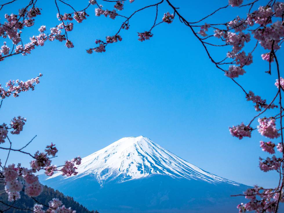 Besneeuwde berg Fiji in Japan met kersenbloesems eromheen. 