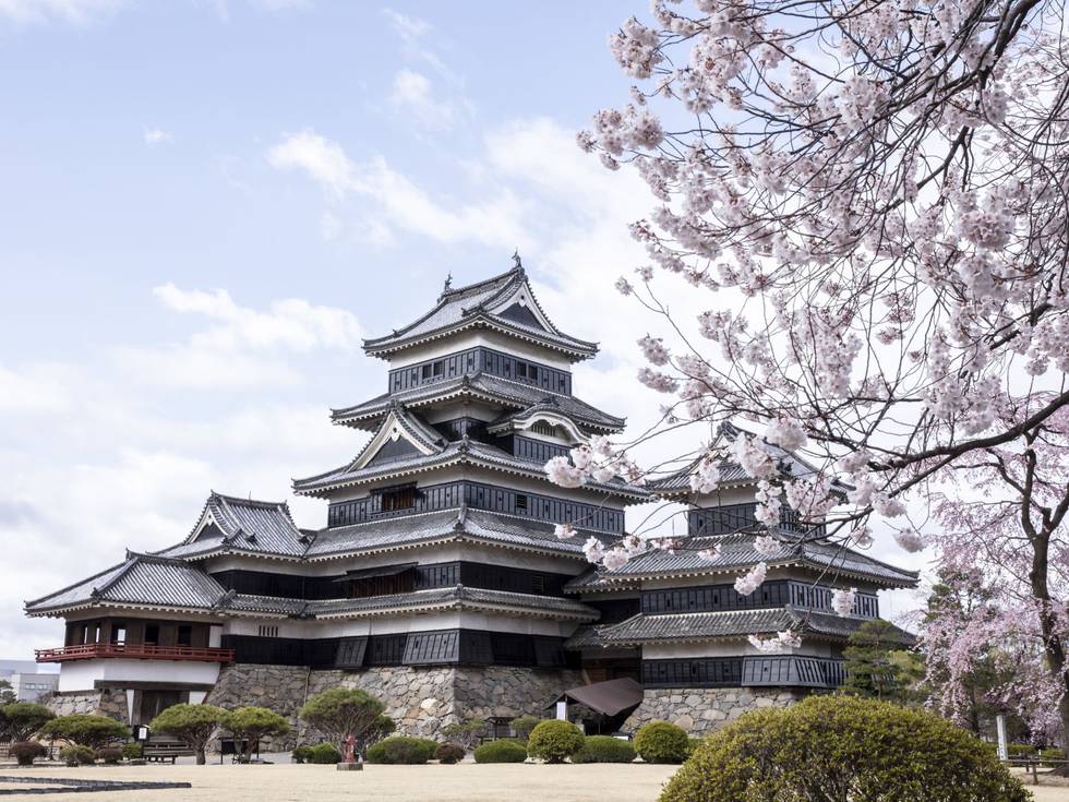 Het Japanse Matsumoto kasteel omringd door roze kersenbloesems. 