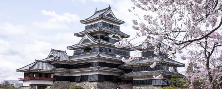 Het Japanse Matsumoto kasteel omringd door roze kersenbloesems.