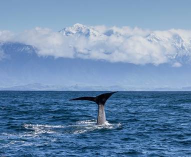 Een walvissen staart die boven de oceaan uitkomt met op de achtergrond besneeuwde bergtoppen. 