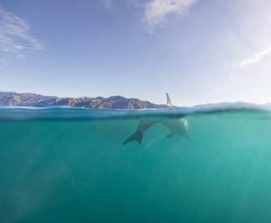 Kaikoura_Dolphins-_Miles_Holden_(5)