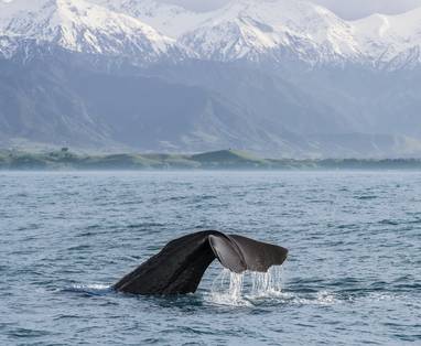 MHP_8378_Kaikoura_Canterbury_Miles_Holden