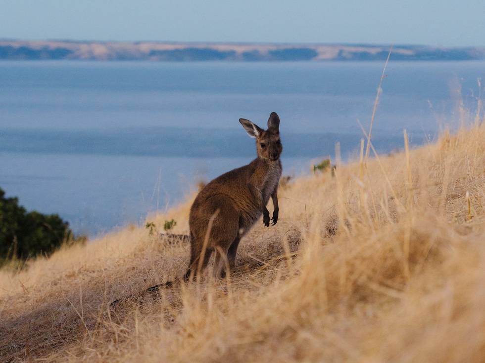 Een kangoeroe op de heuvel met de oceaan op de achtergrond.