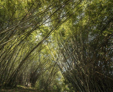 Jungle bij Four Seasons Golden Triangle in Chiang Rai