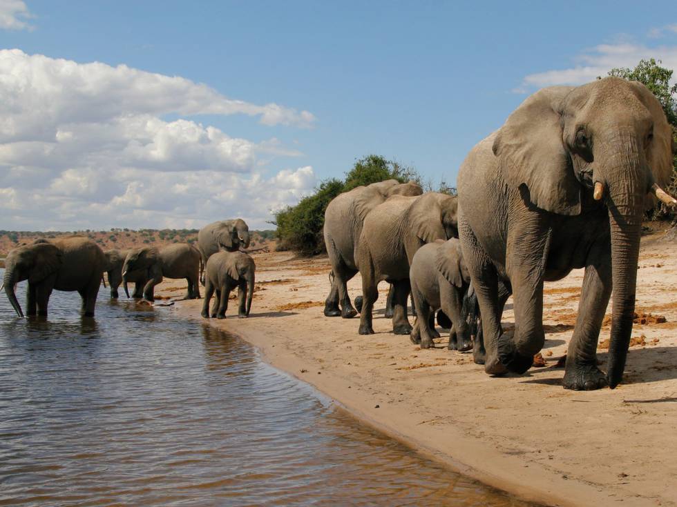 Een kudde olifanten die langs een rivier lopen en drinken in het Chobe National Park. 