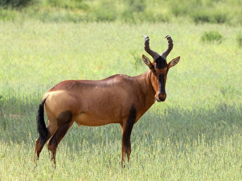 Een Hartebeest in Central Kalahari in Botswana. 
