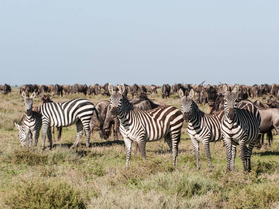 De zebra migratie in de Centrale Kalahari in Botswana. 