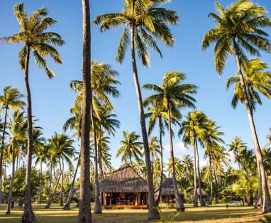 Een huisje omringd door lange palmbomen, in Frans-Polynesië. 