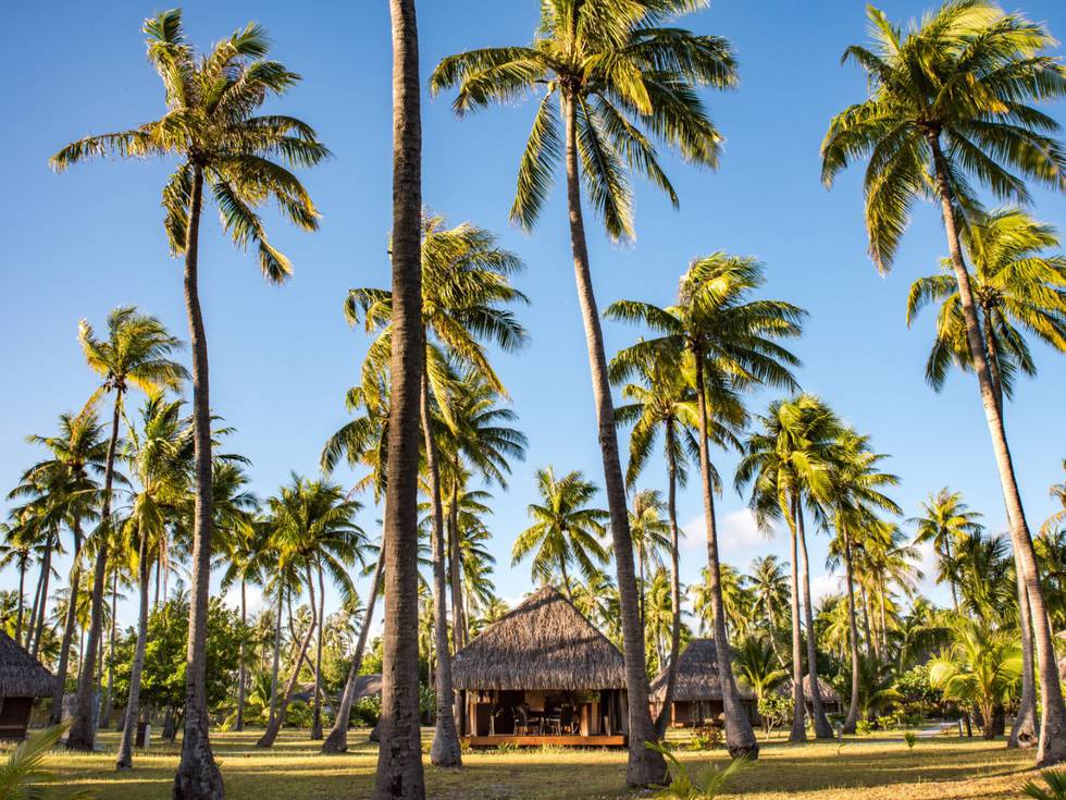 Een huisje omringd door lange palmbomen, in Frans-Polynesië.