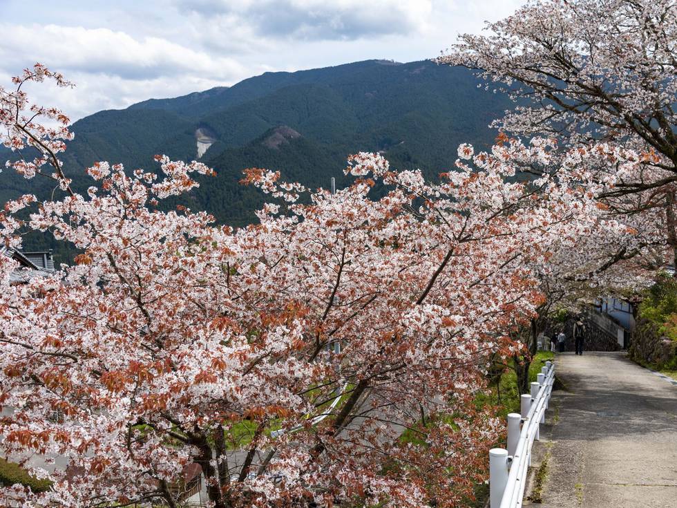 Kersenbloesem bomen in Japan. 