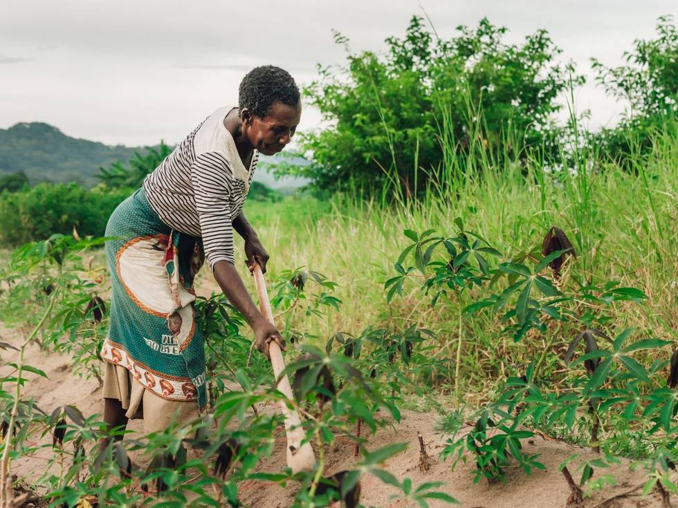 Een lokale vrouw die in een tuintje werkt in Malawi.