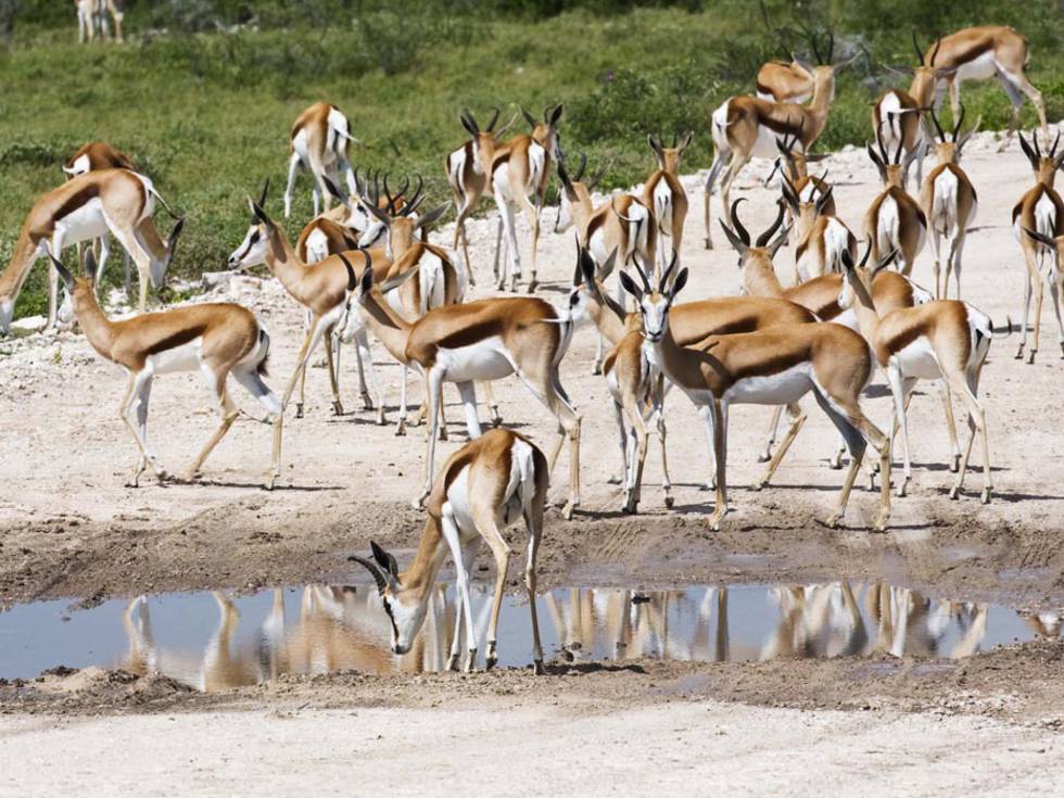 Een kudde met gazelle die zich hebben verzameld rondom een waterpoel. 