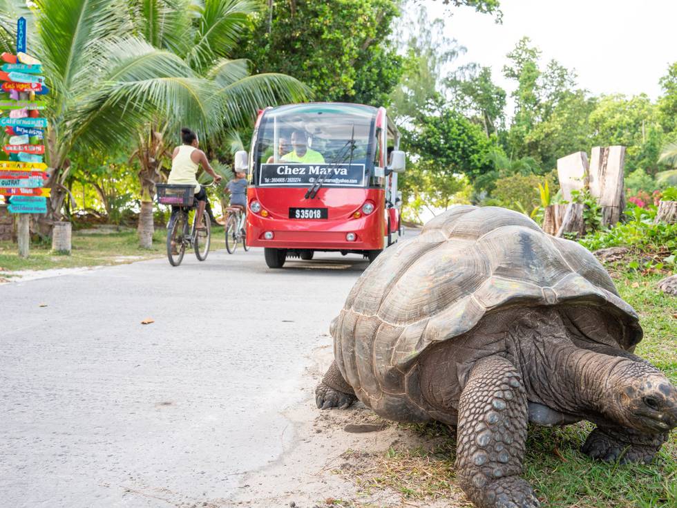 Een reuzenschildpad die over de grond loopt op het eiland La Digue op de Seychellen. 