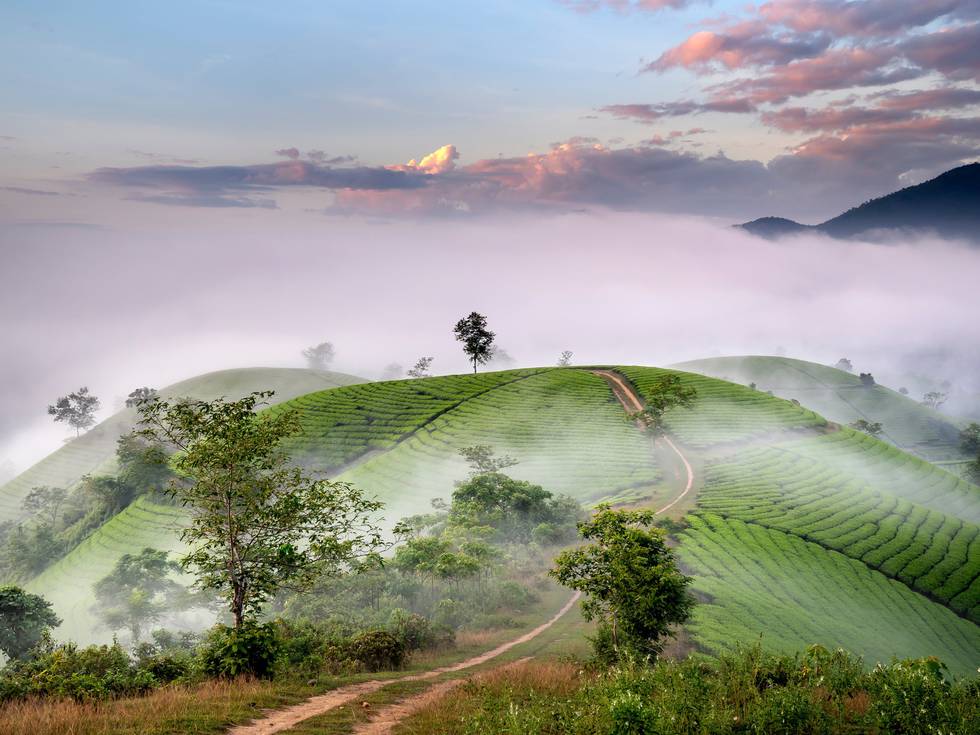 Mistige rijstvelden in het noorden van Vietnam. 