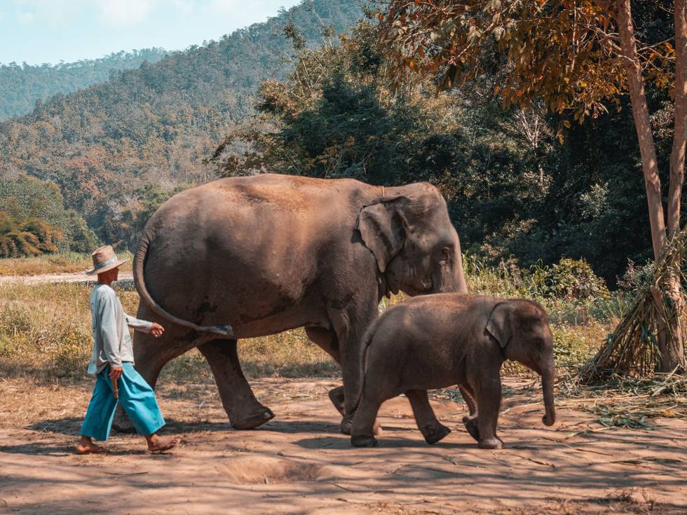 Een lokale bewoner die met twee olifanten door Chiang Mai loopt in Thailand. 