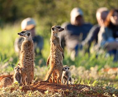 Tswalu_Kalahari_stokstaartjes_Russel