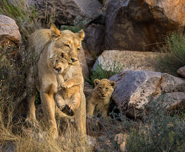 Tswalu_Lion_copyright