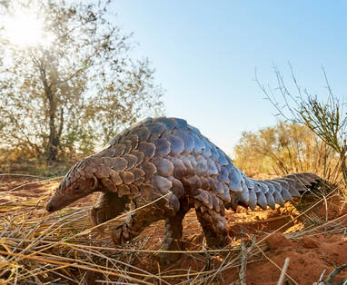 Mammal_-_Pangolin_(1)