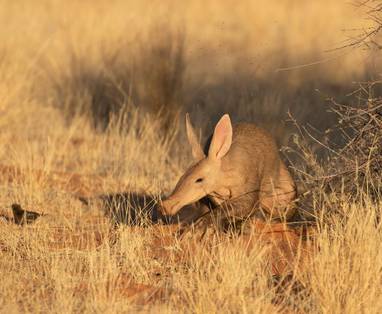 Mammal_-_Aardvark
