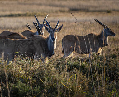 Elanden vlakbij de Gwe Gwe Beach Lodge