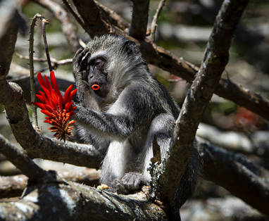 Apen vlakbij de Gwe Gwe Beach Lodge