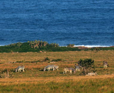 Zebra's bij de Gwe Gwe Beach Lodge