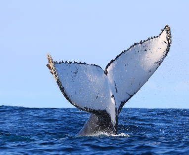 Walvissen bij de Gwe Gwe Beach lodge