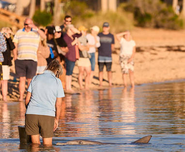 641-RAC-Monkey-Mia-240611-JWyld