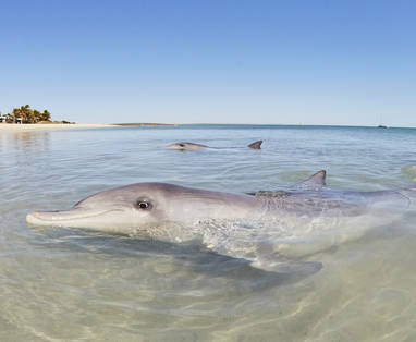 dolfijn bij monkey mia 