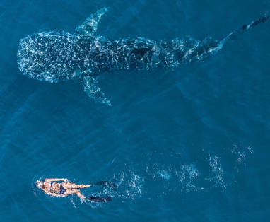 walvishaai van boven met snorkelaar