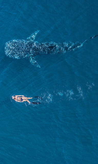 walvishaai van boven met snorkelaar