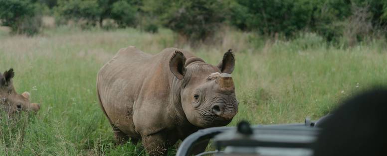 Neushoorn in Babanango Private Game Reserve