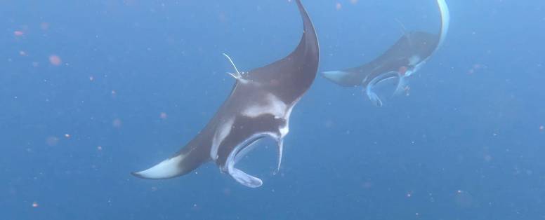 Manta