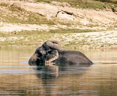 olifant in Gal Oya