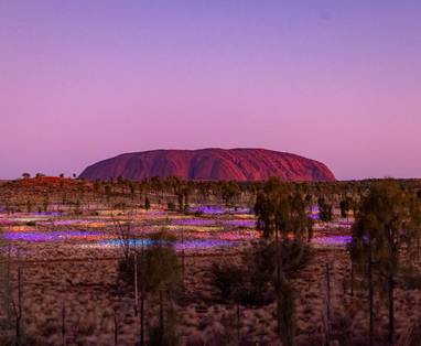 141512-Field_of_Light_art_installation_-56