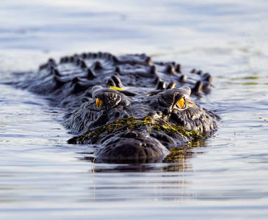 134292-Crocodile_at_Yellow_Waters-56