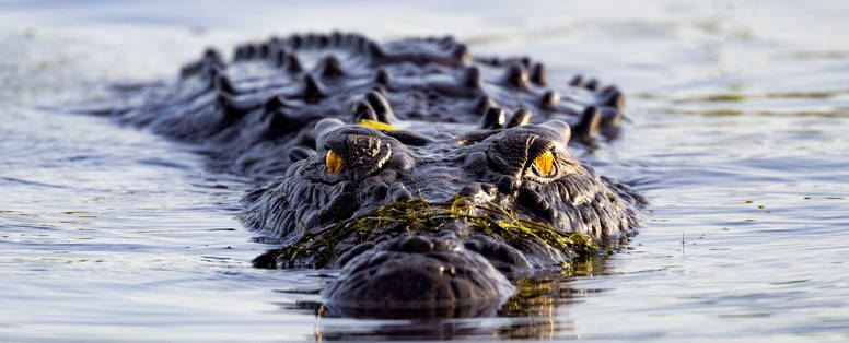 134292-Crocodile_at_Yellow_Waters-56