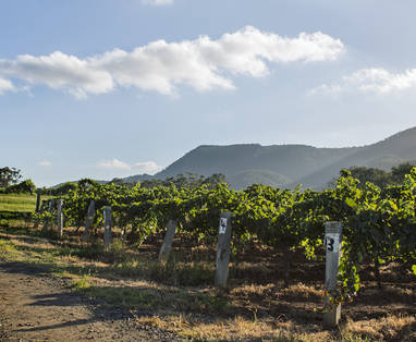 wijngaarde in hunter valley