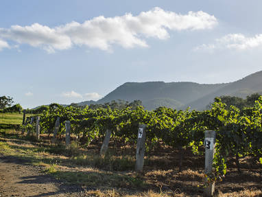 wijngaarde in hunter valley 