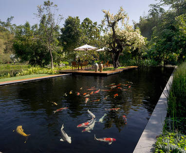 Eigen ponden met in sommigen: kooikarpers in Pa Sak Tong