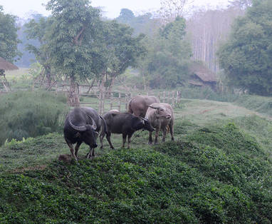Mooie wandel- en fietspaden met waterbuffels in de tuinen van Pa Sak Tong