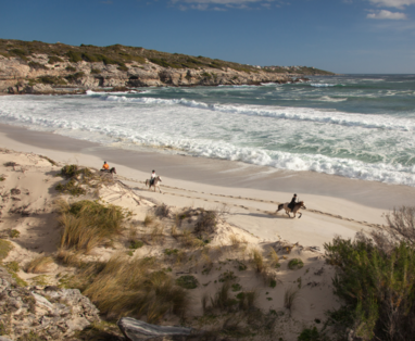 Grootbos_horses_gallop_Die_Plaat