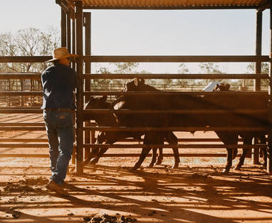 Bullo_GAV_Cattle_Yards__4706