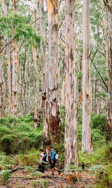 Cape-Lodge_Margaret-River_Experience_Walk-into-Luxury-Couple-Forest-1-960x1200